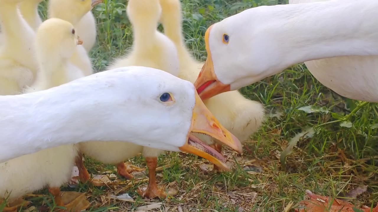 Cute duck and chiks animals and birds lover beautiful birds