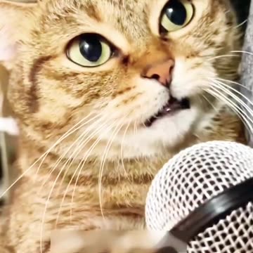 Cat_Video_❤️💞_#shortvideo_#animal_#cat_#cutecat_#catvideos