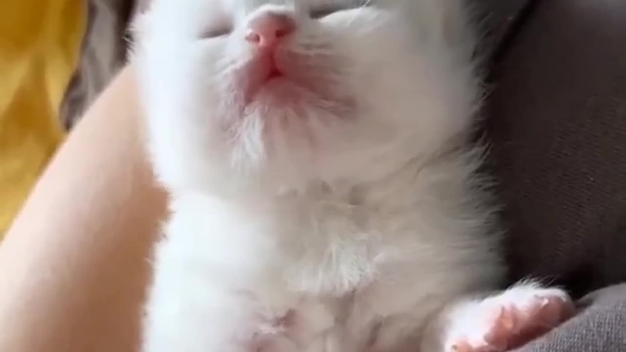 Cute cat