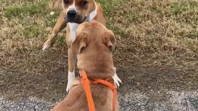 #55 male boxer mix #2 female tan lab mix