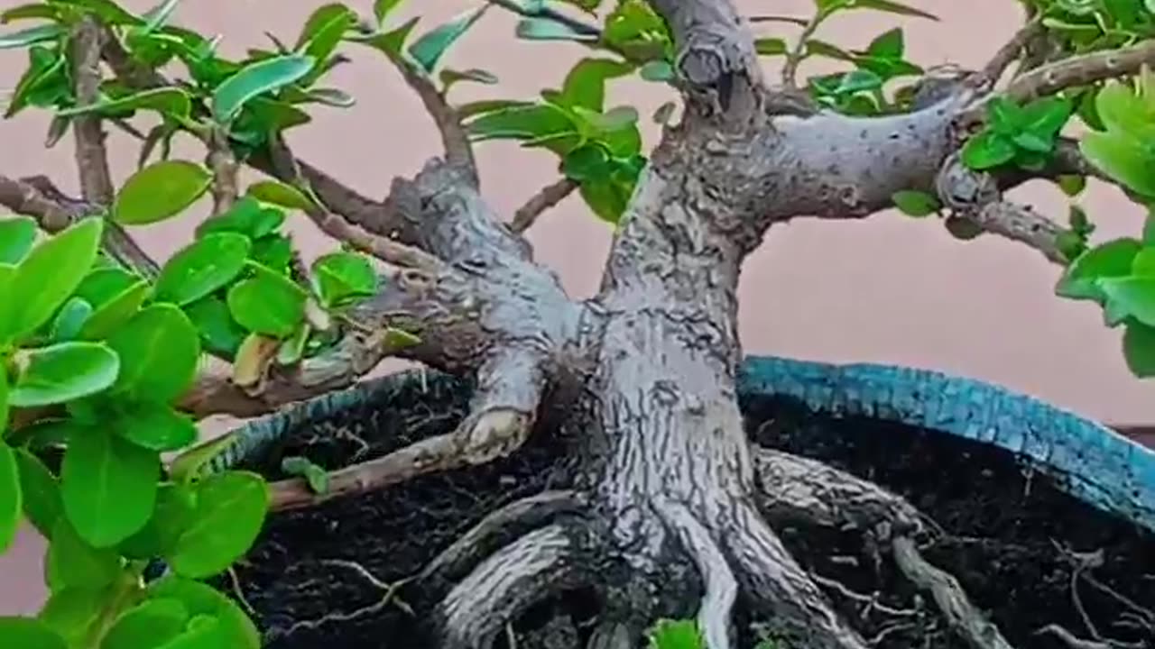 Premna Microphylla Bonsai tree