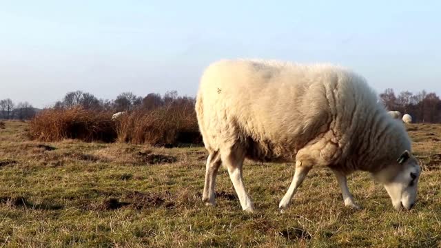 Sheeple! Sheep People Are Good People