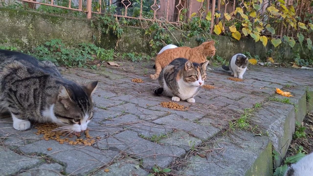 Today I came across some very cute street cats with perfect eyes