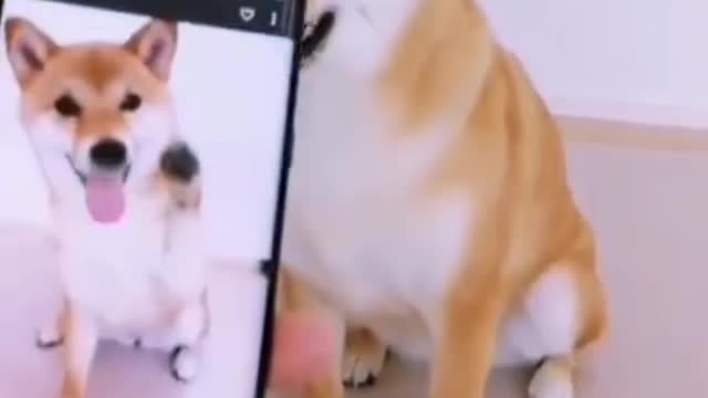 Smart cute dog imitate pictures