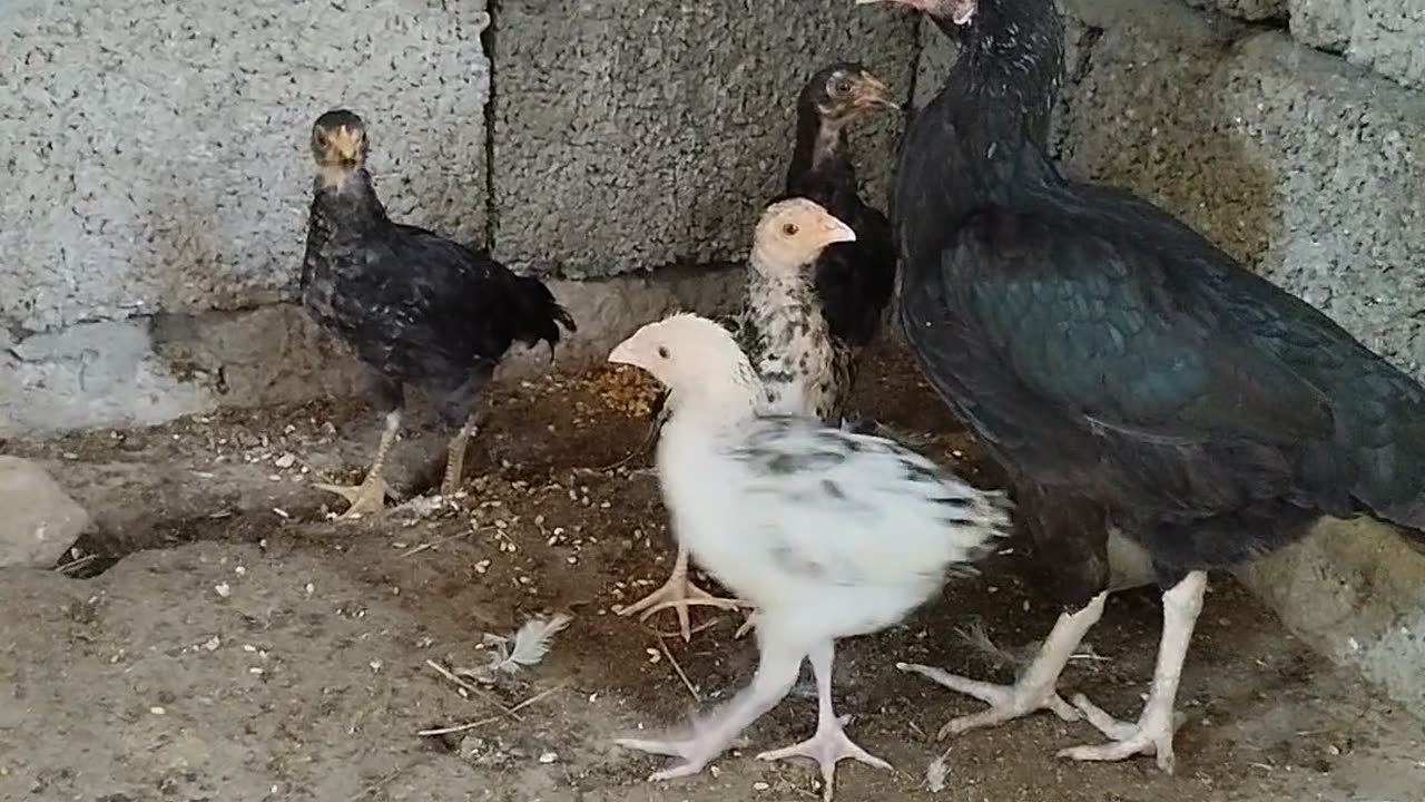 Aseel Hen with chicks