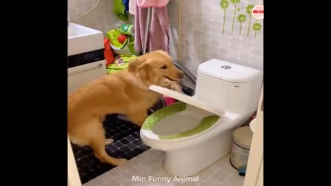 Funniest Animals ｜ Funny Dog And Cat ｜ Funny Animals Video