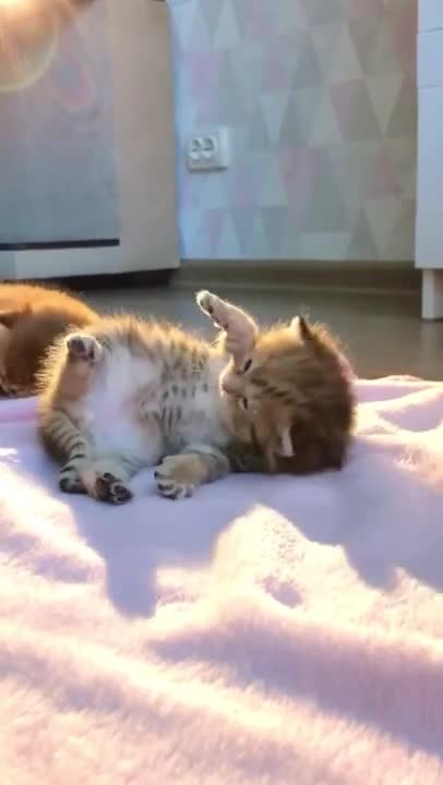 cute cat shorts❤#shorts #cat #cutecat