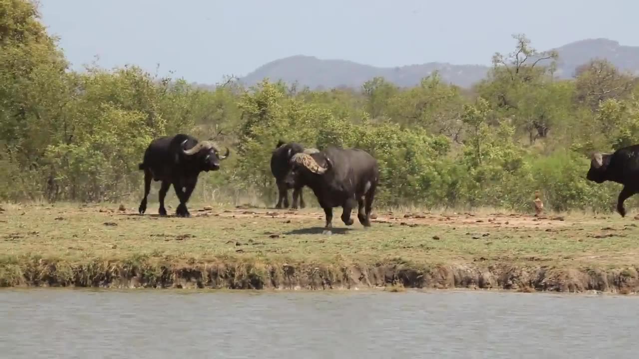 Watch as buffalo clash in this amazingencounter wildanimals