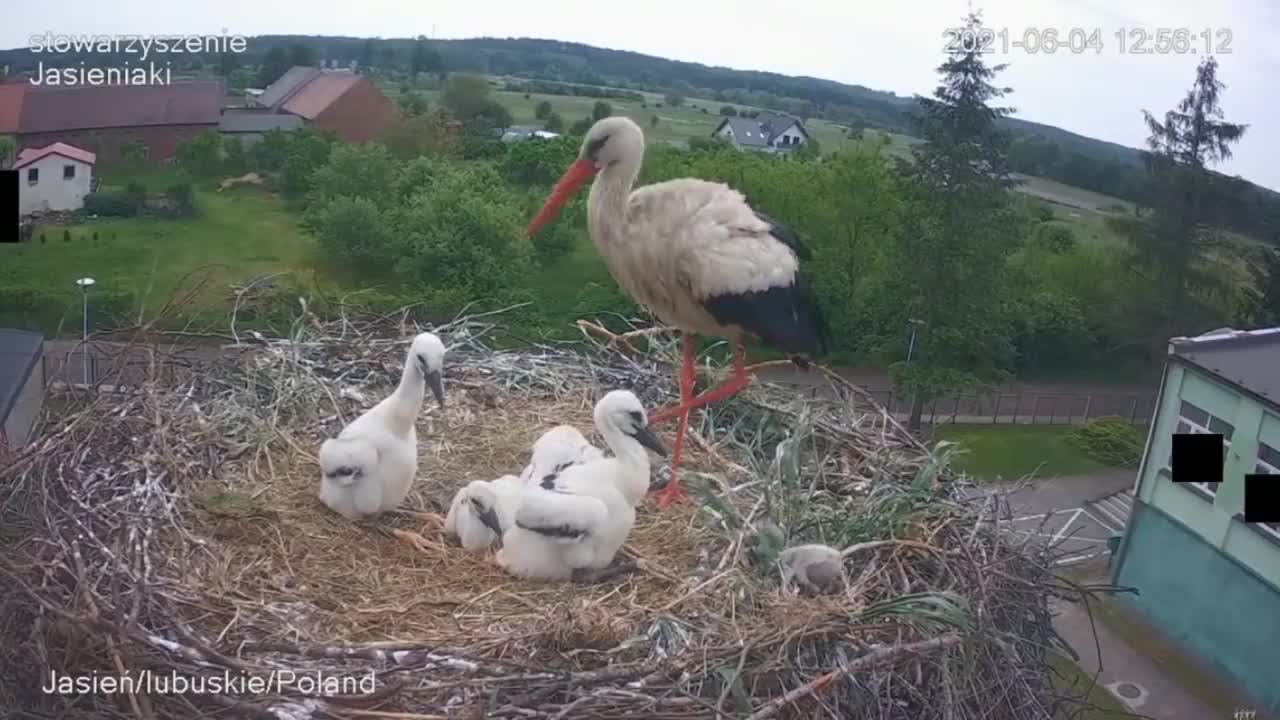 Stork kills chick - A kis fióka szelektálása - Jasienia