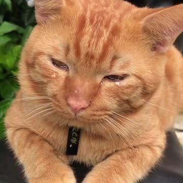 Sadly this cat cries tears😭