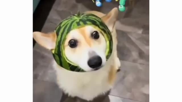 Dumb dog in watermelon 🍉🍉