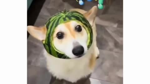 Dumb dog in watermelon 🍉🍉