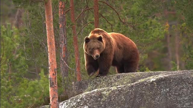 Top of the world, bear looking out over his kingdom 🐻