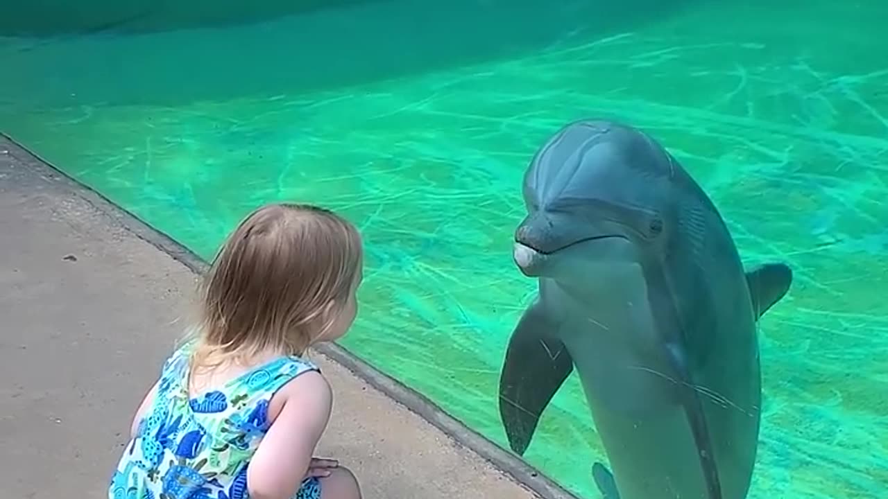 This dolphin is so cute