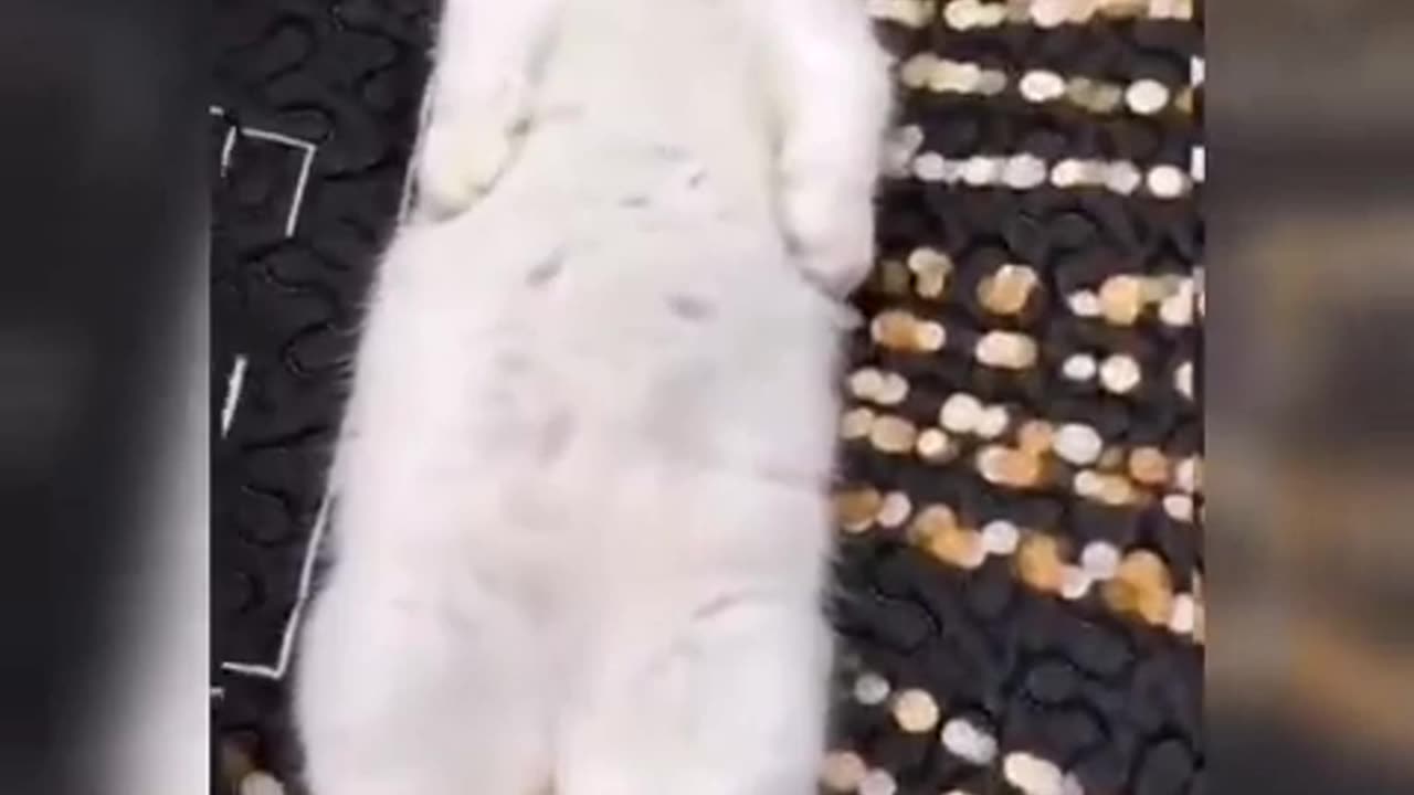 the most funny cats #funny #video #funnycats #funnyanimal