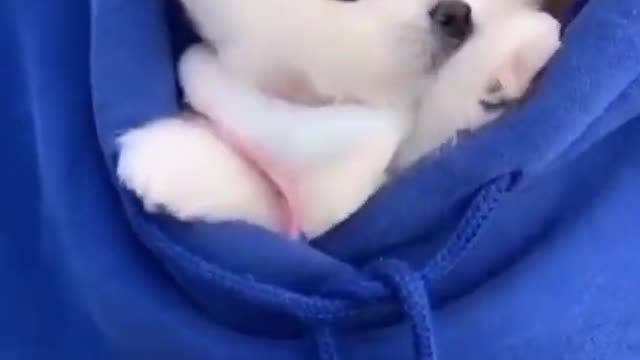 baby dogs|cute and funny dog videos compilation #3 beautyfull animalas 💓