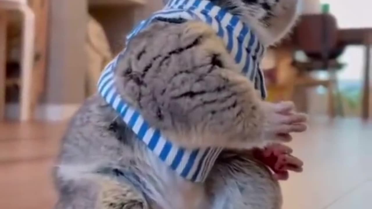 Funny animal video