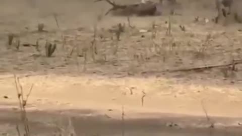 This unaware deer did not realize the fate that was lurking in it,