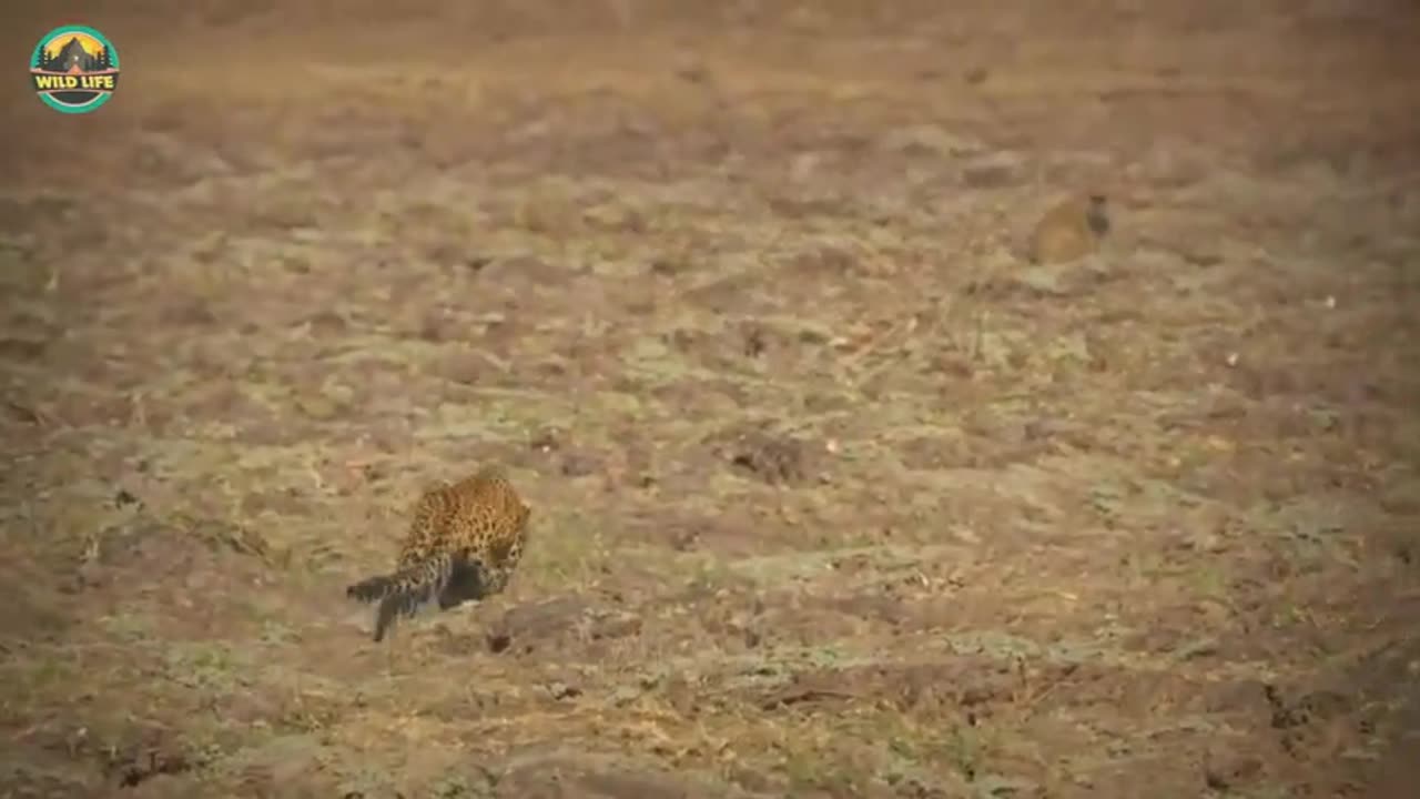 Wild Animals Hunting And Trapping Their Prey