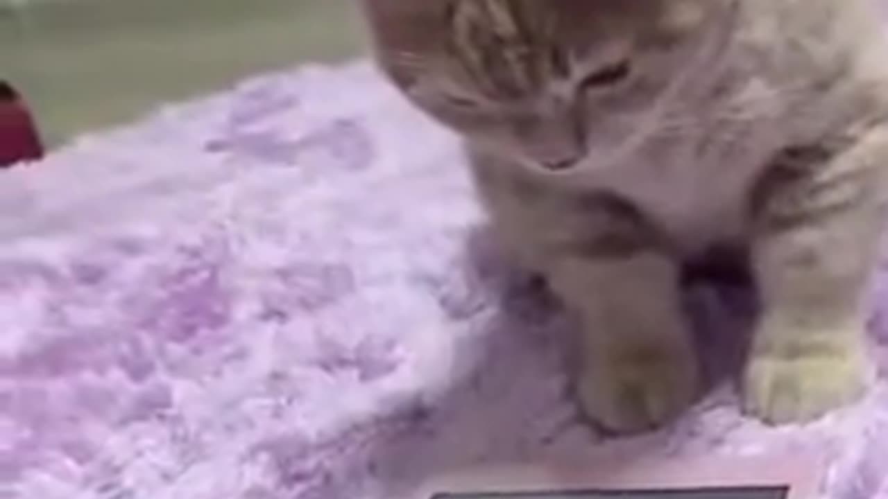 funny cat
