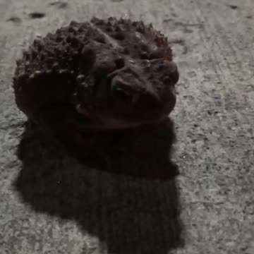 American toad!