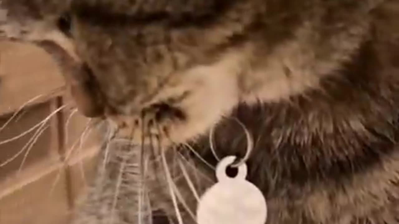 Cat trying to eat a jellybean