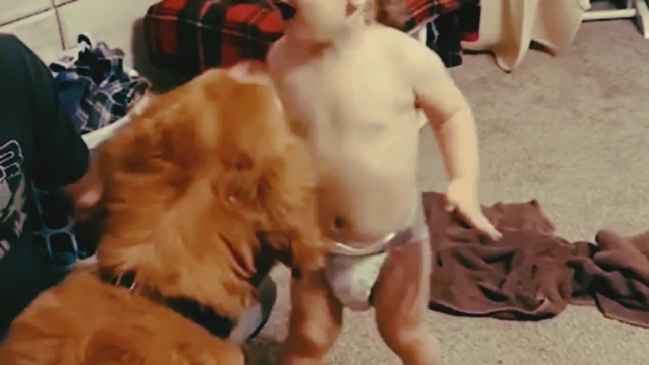 Dog vs children funny video