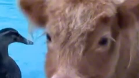 Duck And Cow Friendship