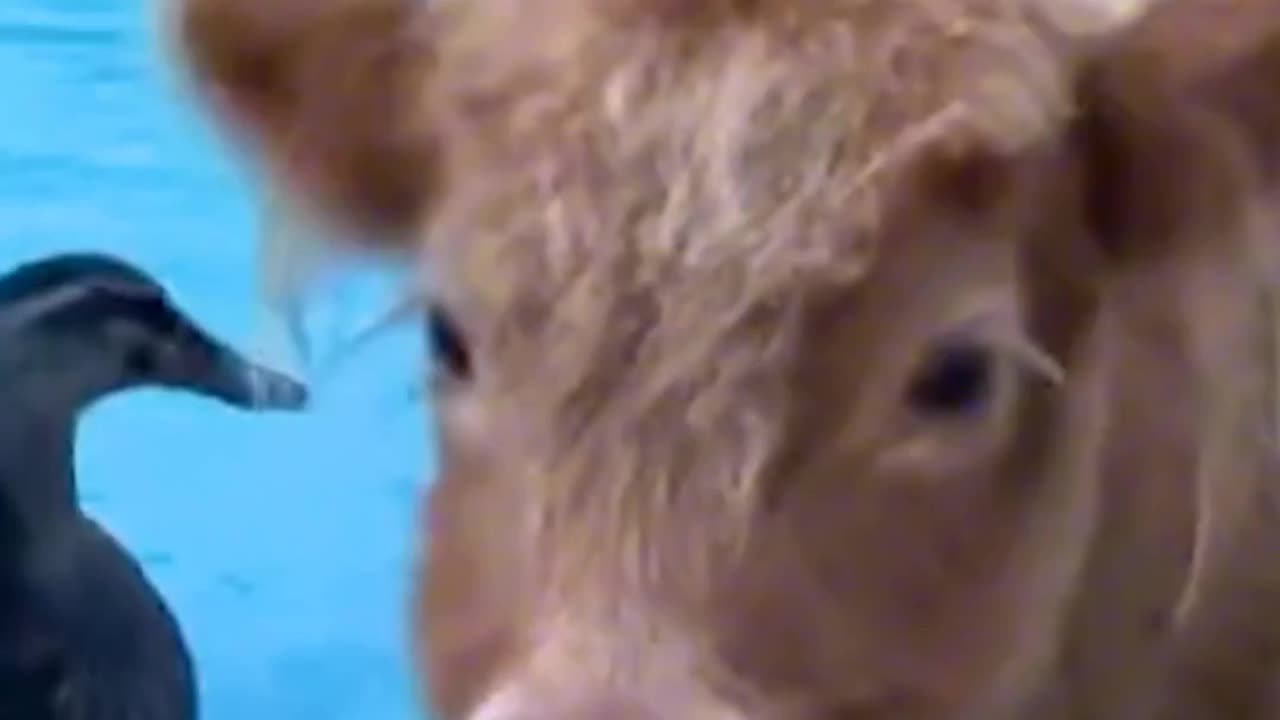 Duck And Cow Friendship