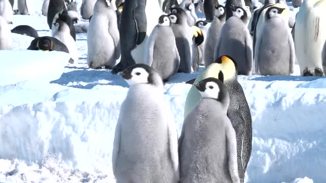 Emperor Penguin Colony, Cape Washington, Antarctica 8th November 2019