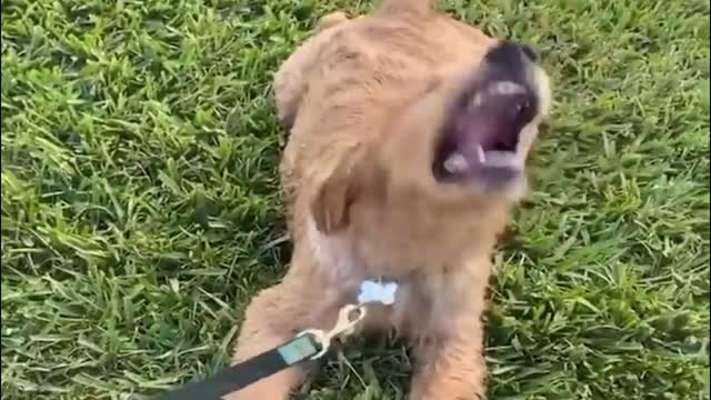 A dog having fun with himself