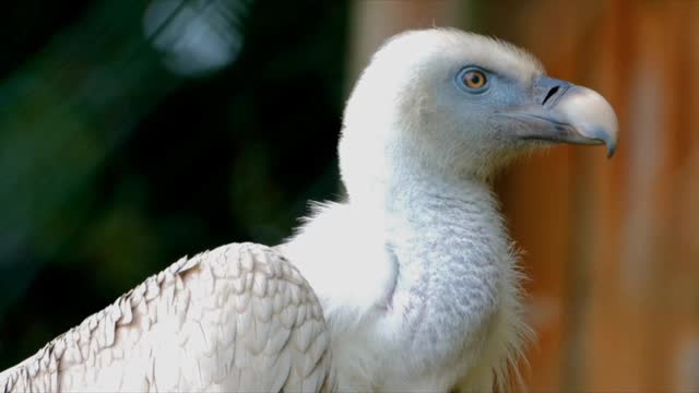 Wow.. White Vulture In A Green Forest