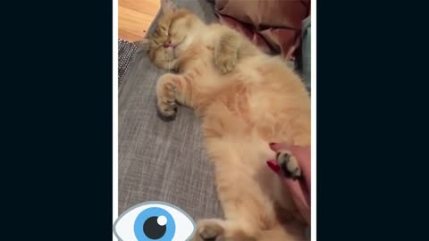 Top 10 cutest animals videos in the world 🫠😍