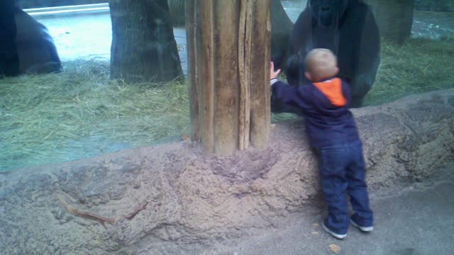 Baby Boy Plays Hide And Seek With Baby Ape