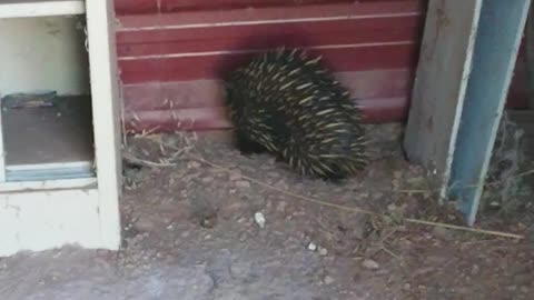 Echidna in the shed.