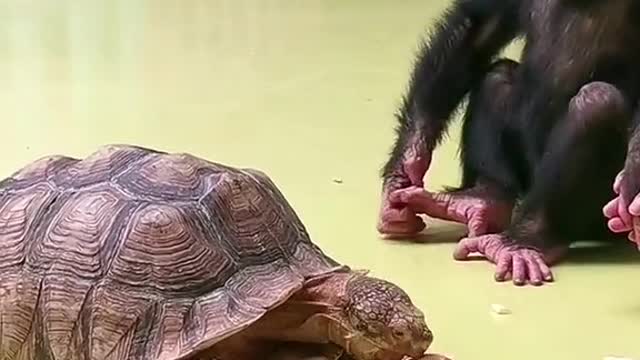 A monkey and A turtle playing together