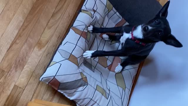 Clover's Breakfast Dance