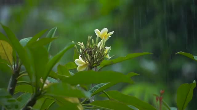 Amazing_Rain_drops_with_music_