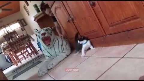 Silly kitten is scared of everything