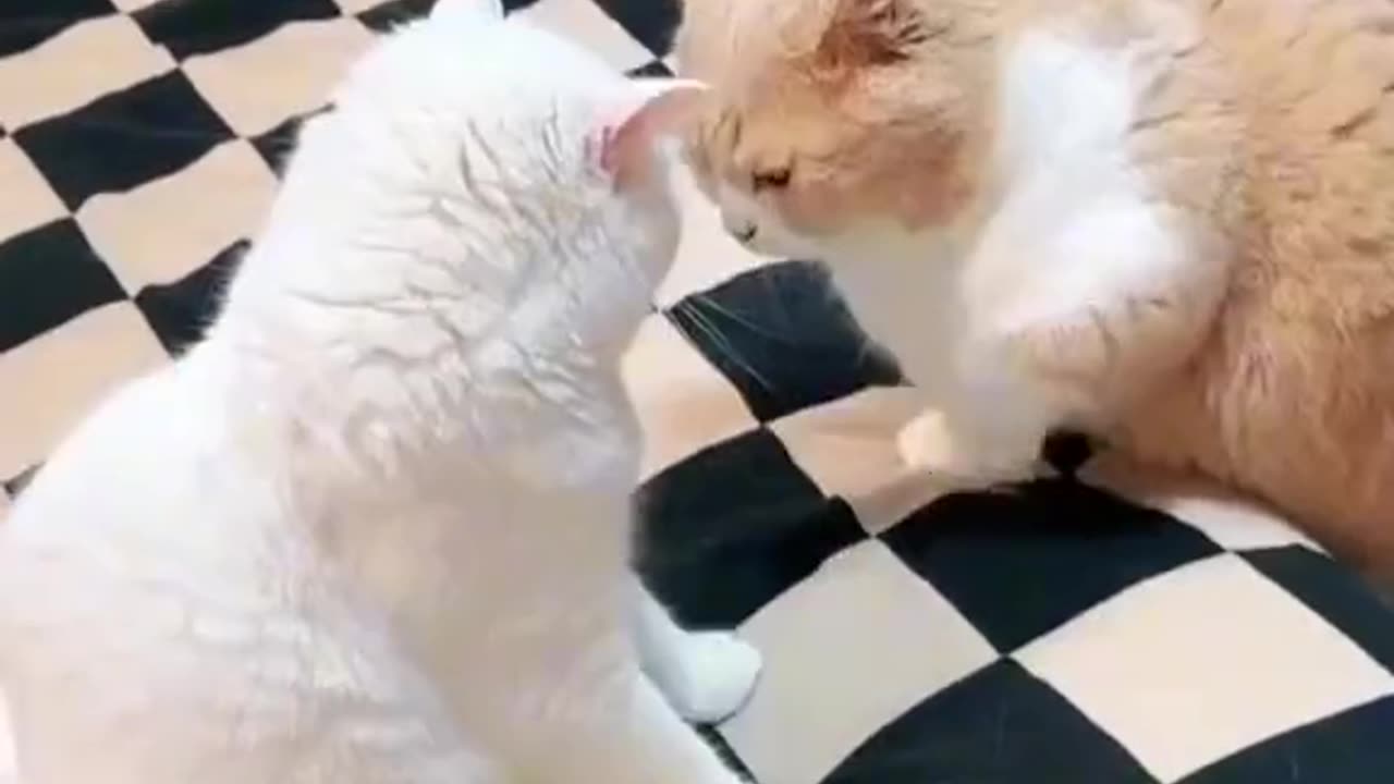 Funny Cat videos