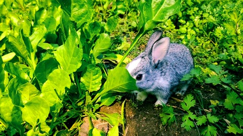 Cute rabbits babies