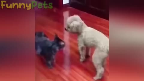 Very funny pets video