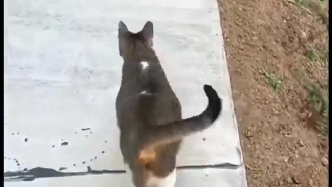 Funny cat 😂🤣🤣