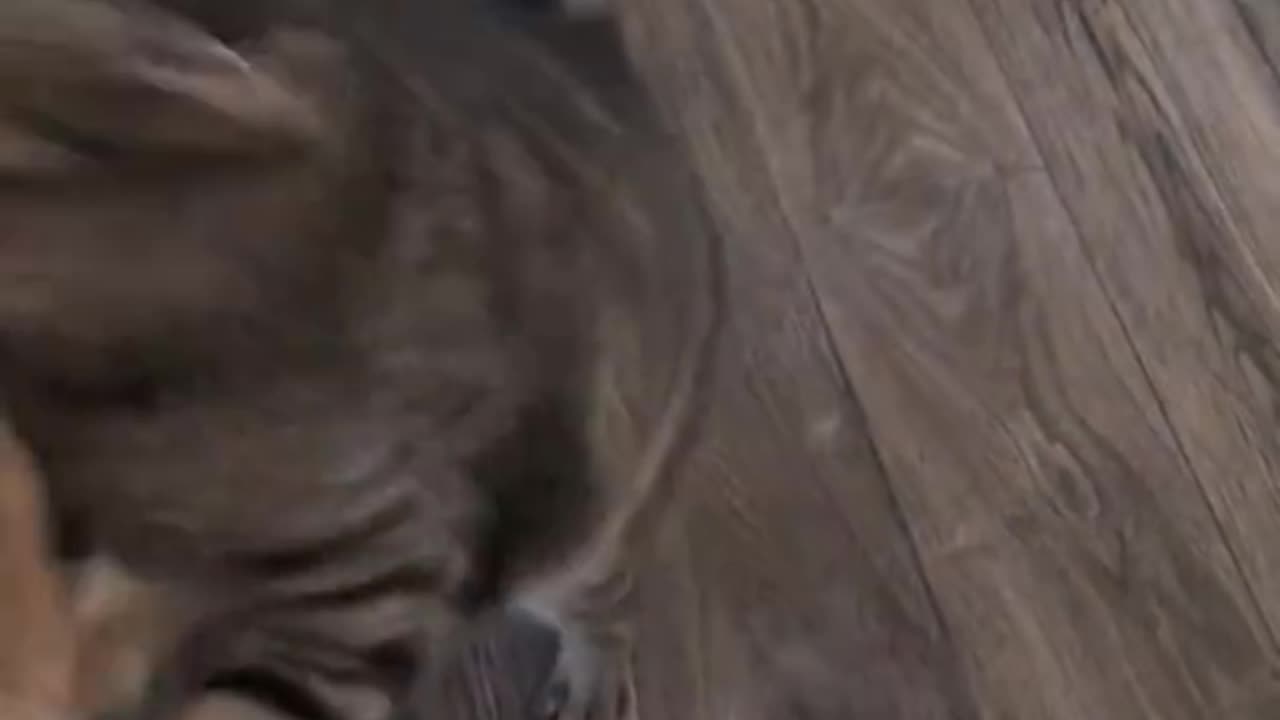 funny cat,dog fight