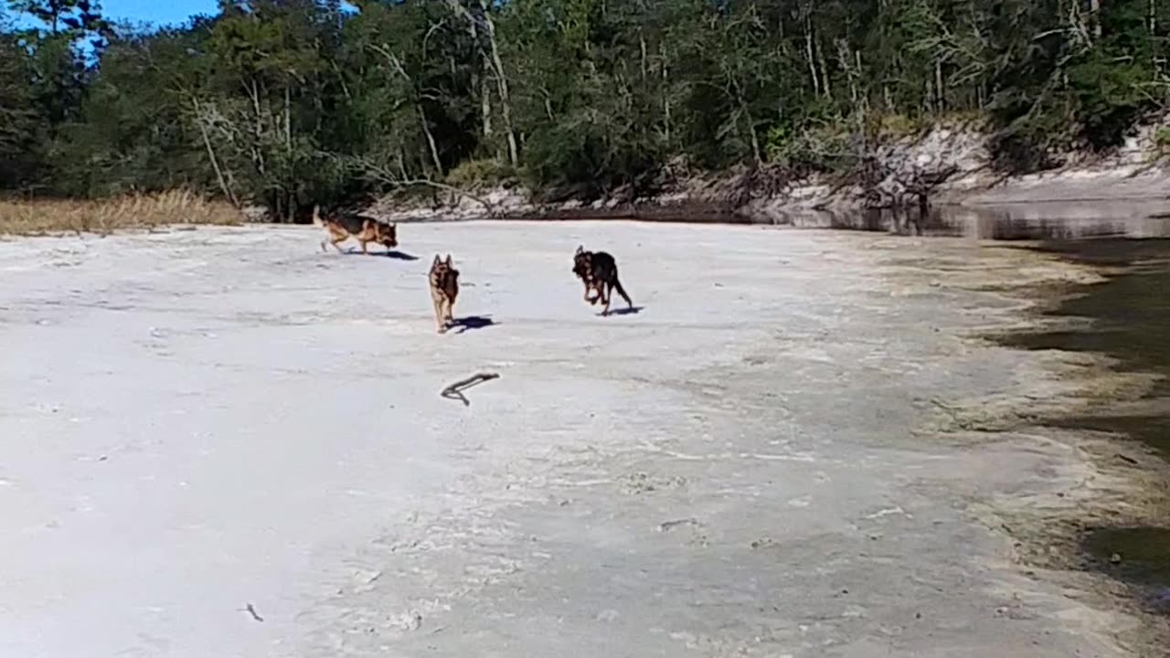 German Shepherds playing and swimming at the river property