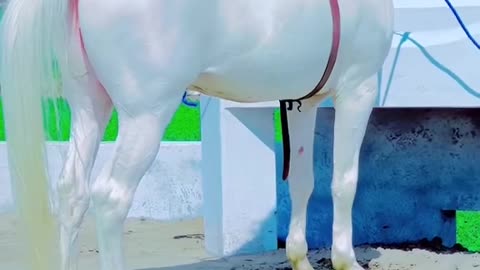 Lovely Pure White Pakistani Horse