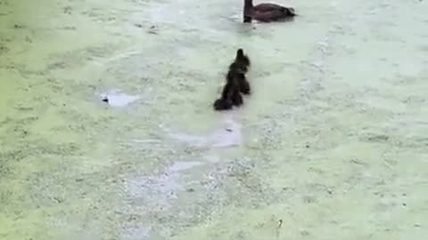 Mother duck is messing with the minds of her ducklings