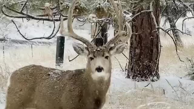 Sika deer