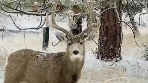 Sika deer