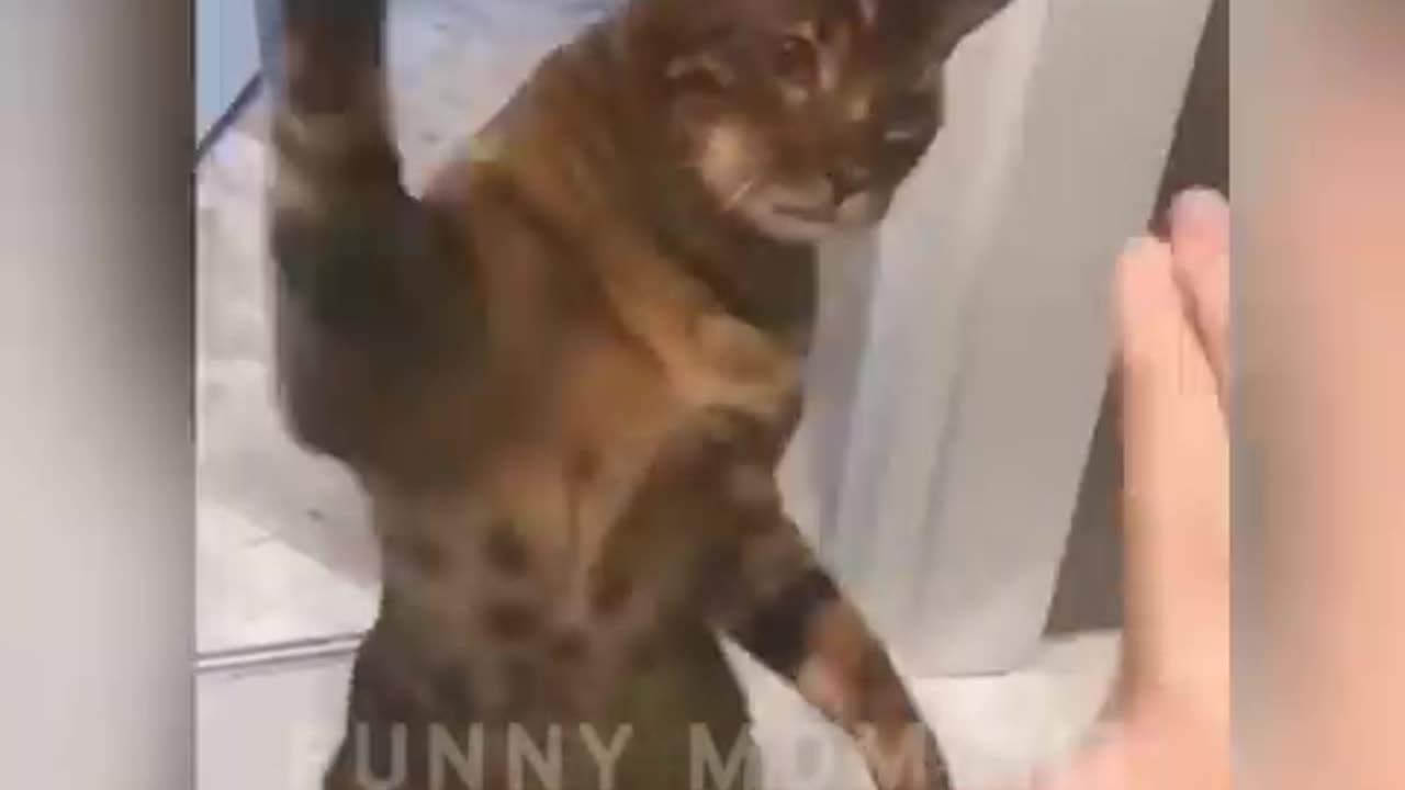 Top funny animals video 😎